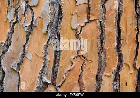 Pinie Rinde - Kiefer Rinde 03 Stockfoto