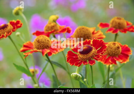 Sonnenbraut - Helenium Blume im Sommergarten Stockfoto