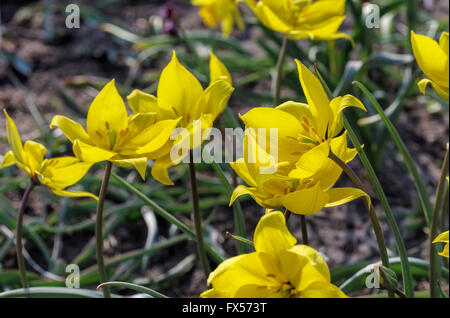 Wildtulpe Tulipa Sylvestris Im Frühling - Wilde Tulpe Tulipa Sylvestris im Frühjahr Stockfoto