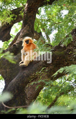 Gee ist golden Languren (goldene Affe) ein Affen der alten Welt in Assam,India.It gefunden gehört zu den am stärksten bedrohten Primatenarten Stockfoto