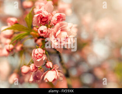 Schöne rosa Sakura Blüten Nahaufnahme. Getönten Foto. Stockfoto