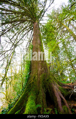 Hohe Tanne mit großen Wurzeln, Farne und Moose wachsen an der Unterseite im Siuslaw National Forest in Oregon. Stockfoto