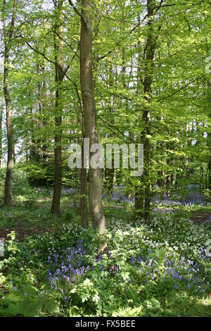 Bluebell Woodland mit gefleckten Sonnenschein auf dem Waldboden anzeigen einen Teppich aus Glockenblumen und Bärlauch. Stockfoto