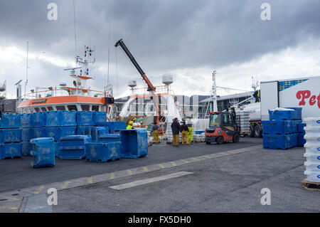 Hafenarbeiter entladen Fisch Weg von einem Trawler im Hafen von Ullapool, Schottisches Hochland, UK Stockfoto