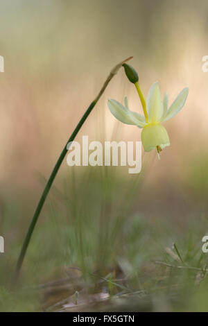 Narcissus Triandrius (Engels Tränen) Stockfoto