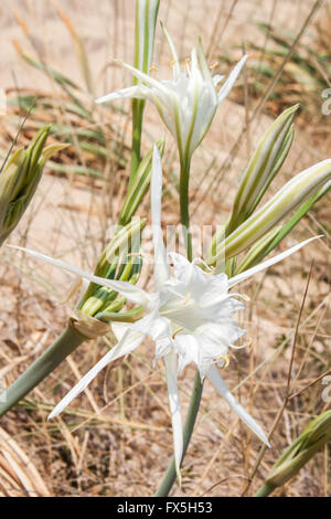 Eine weiße Blume des Meeres Narzissen, Pancratium Maritimum, wächst des Sandes von einem italienischen Strand Stockfoto