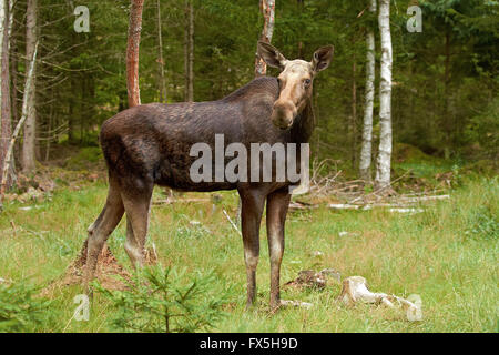 Eurasischen Elch in seinem natürlichen Lebensraum Wald Stockfoto