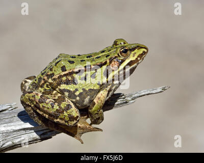 Essbare Frosch ruht auf einem Ast in ihrem natürlichen Lebensraum Stockfoto