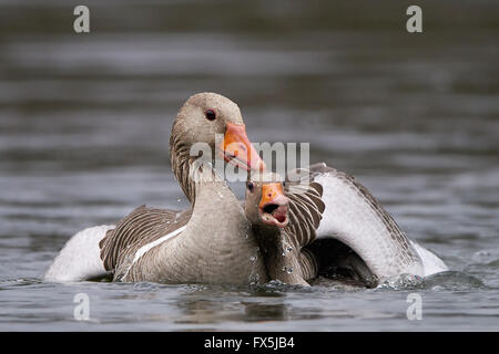 Graugänse, die Kämpfe im Wasser in ihrem Lebensraum Stockfoto