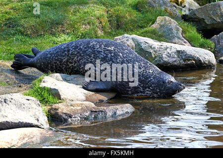 Harbor Seal ruht auf einem Felsen am Wasser Stockfoto