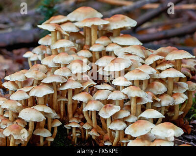 Nahaufnahme Bild von gruppierten Woodlover Pilze auf dem Forrest-Boden Stockfoto