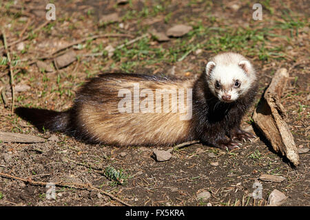Europäischen Iltis auf dem Boden in ihrem Lebensraum Stockfoto