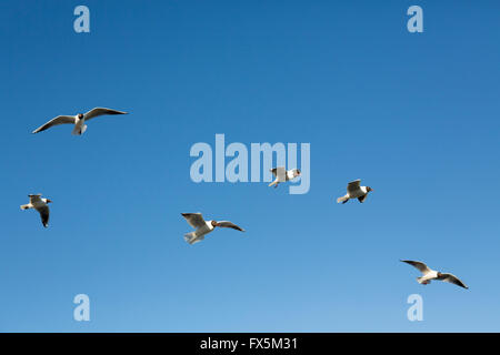 Herde von gemeinsamen europäischen schwarz geleitet Möwen fliegen in einem klaren blauen Himmel. Die meisten der Gruppe bewegen links nach rechts. Stockfoto