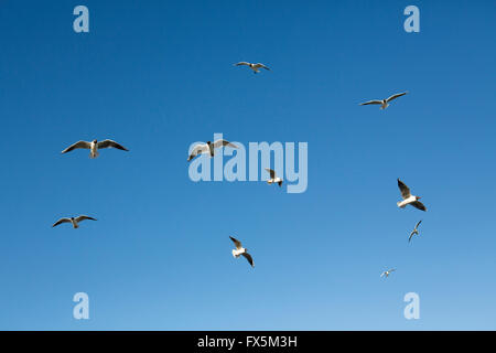 Herde von gemeinsamen europäischen schwarz geleitet Möwen fliegen in einem klaren blauen Himmel. Die meisten der Gruppe sind in Richtung der Kamera. Stockfoto