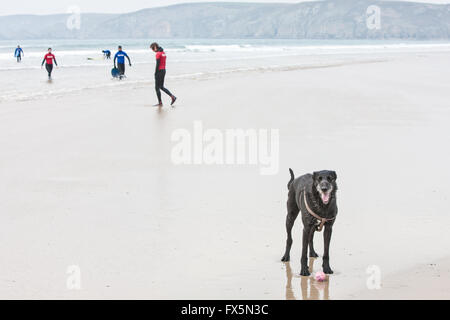 Hund, (mein Hund Ben, schwarze Lurcher) mit seinem Ball und Surfer im Winter Wetsuits auf ruhigen heraus-vonjahreszeit Newgale Strand entlang Pembrokeshire Coast Path in der Nähe von St Davids. Wales hat jetzt einen Küstenweg die gesamte Länge der Küste. West-Wales, Großbritannien Europa. März. Stockfoto