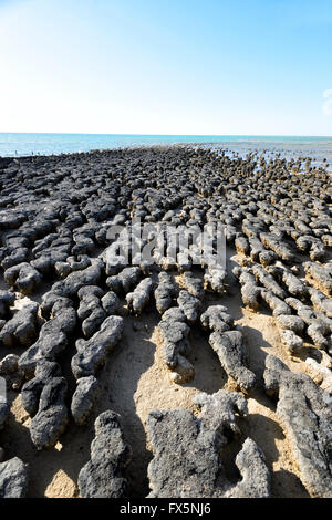 Die Stromatolithen, ältesten Fossilien auf der Erde, Hamelin Pool, Shark Bay, Westaustralien, WA, Australien, World Heritage Area bekannt Stockfoto