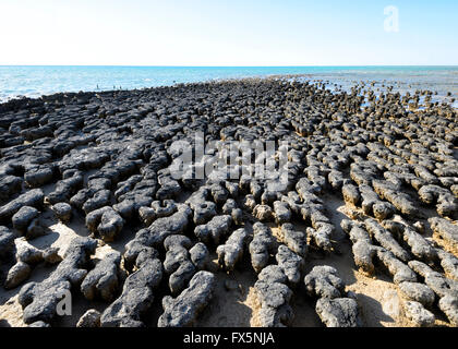 Die Stromatolithen, ältesten Fossilien auf der Erde, Hamelin Pool, Shark Bay, Westaustralien, WA, Australien, World Heritage Area bekannt Stockfoto