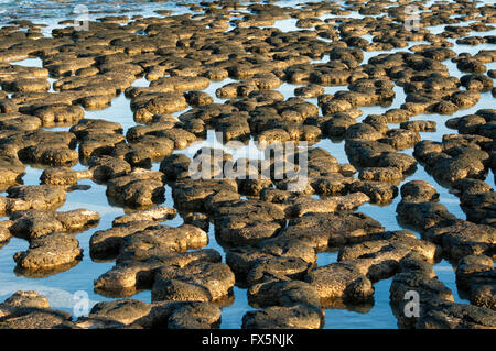 Die Stromatolithen, ältesten Fossilien auf der Erde, Hamelin Pool, Shark Bay, Westaustralien, WA, Australien, World Heritage Area bekannt Stockfoto