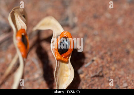 Rotäugigen-Akazie (Acacia Cyclops), Western Australia, Australien Stockfoto