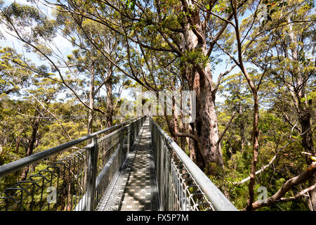 Tree Top Walk, Tal der Riesen, Walpole-Nornalup Nationalpark, Western Australia, Australien Stockfoto