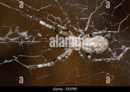 Spinne auf das Spinnennetz. Spinne im chaotischen Spinnennetz ruht. Nahaufnahme einer Kreuzspinne in seiner Spinnennetz. Stockfoto