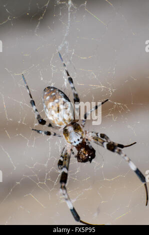 Spinne auf das Spinnennetz. Spinne im chaotischen Spinnennetz ruht. Nahaufnahme einer Kreuzspinne in seiner Spinnennetz. Stockfoto