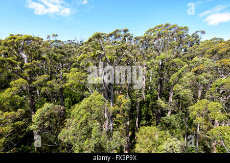 Red Tingle Tree (Eukalyptus Jacksonii), Tal der Riesen, Walpole-Nornalup Nationalpark, Western Australia, WA, Australien Stockfoto