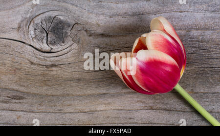 Einzelne Tulpe auf rustikalen Holz mit genügend Bewegungsfreiheit Kopie. Stockfoto