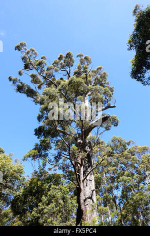 Red Tingle Tree (Eukalyptus Jacksonii), Tal der Riesen, Walpole-Nornalup Nationalpark, Western Australia, WA, Australien Stockfoto