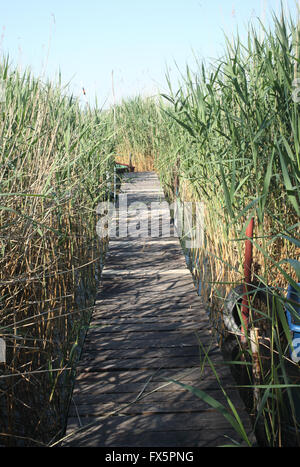 Gehweg unter hohem Schilf am Plattensee in Ungarn Stockfoto