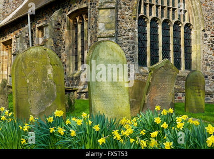 Narzissen auf dem Kirchhof von All Saints Church in das Dorf Easington, Humberside, East Riding von Yorkshire, England UK Stockfoto