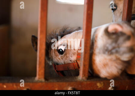 Fohlen suchen durch einen Käfig in einem Stall Stockfoto