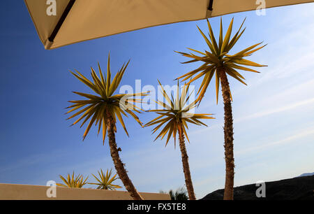 Yucca Aloifolia, spanisches Bajonett, Gartenpflanze gegen blauen Himmel Nationalpark Cabo de Gata, Almeria, Spanien Stockfoto