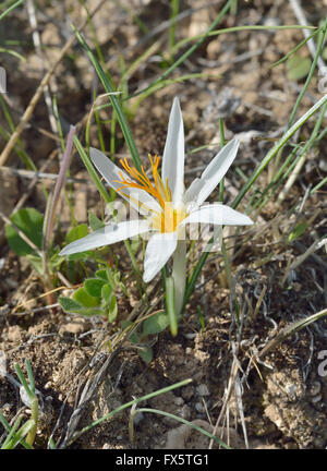 Aphrodite Crocus oder Zypern Krokus - Crocus Veneris endemisch in Zypern Stockfoto