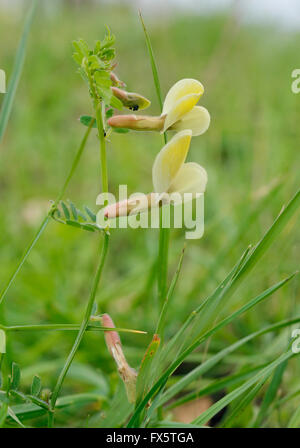 Behaarte gelbe Wicke - Vicia Hybrida Klettern Blume aus Zypern Stockfoto