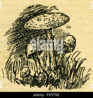 Amanita Phalloides, allgemein bekannt als der Tod-GAP - eine Illustration aus dem Buch "im Zuge von Robinson Crusoe", Moskau, UdSSR, 1946 Stockfoto