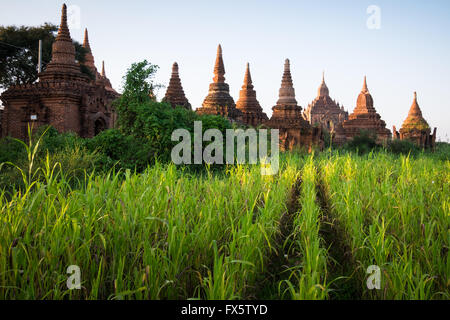 Alte Tempel in der Nähe von Maisfeldern in Bagan, Myanmar Stockfoto