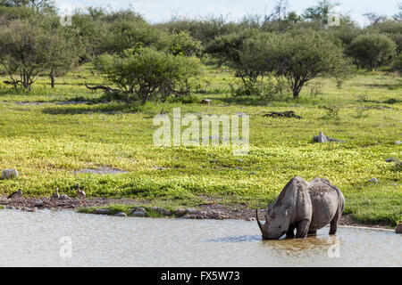 Eine schwarze Nashorn (Haken-lippig) trinken aus einem Wasserloch im Etosha Nationalpark Namibia. Des Teufels Dorn Blumen im Hintergrund. Stockfoto