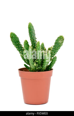 ein Opuntia Kaktus in ein braun Blumentopf auf weißem Hintergrund Stockfoto