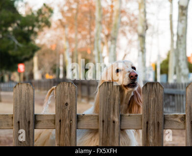 treuer blonde Hund wartet auf seinen Besitzer zurückgeben Stockfoto