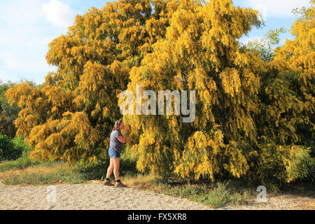 Frau, duftenden gelben Blüten der Mimosa Baum, Akazie Dealbata, Naturpark Cabo de Gata, Almeria, Spanien Stockfoto