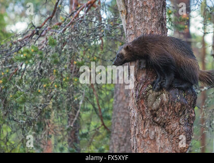 Wolverine, Gulo Gulo hat kletterte in einer Tanne und dort sitzen und gerade etwas auf dem Boden, Kuhmo, Finnland Stockfoto