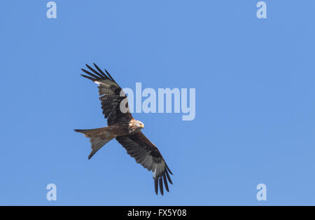 Rotmilan Milvus Milvus, gleiten in den Himmel, Skåne, Schweden, Skandinavien Stockfoto