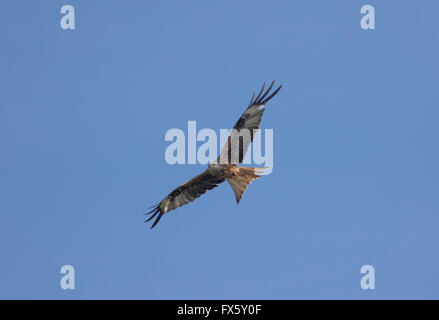 Rotmilan Milvus Milvus, gleiten in den Himmel, Skåne, Schweden, Skandinavien Stockfoto