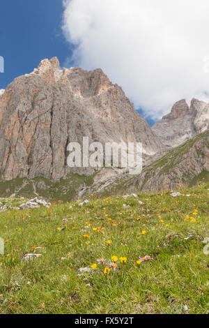 Wiese in Val Gardena, Wolkenstein, Italien, mit Bergen im Hintergrund und Meer Aster und Wiese Schwarzwurzeln Stockfoto