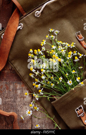 Vintage Rucksack mit frisch gepflückter Kamillenblüten in seiner Tasche Stockfoto