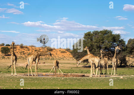 Giraffe (Giraffa Plancius) bei Sitsas Wasserloch, Kgalagadi Transfrontier Park, Northern Cape, South Africa Stockfoto