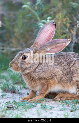 Kap-Hasen (Lepus Capensis), Kgalagadi Transfrontier Park, Northern Cape, Südafrika Stockfoto