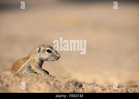 Junge Borstenhörnchen (Xerus Inauris), Kgalagadi Transfrontier Park, Northern Cape, Südafrika Stockfoto