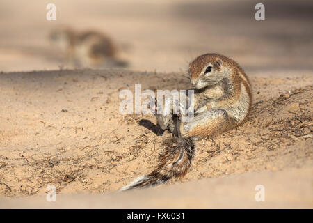 Borstenhörnchen (Xerus Inauris) Pflege, Kgalagadi Transfrontier Park, Northern Cape, Südafrika Stockfoto